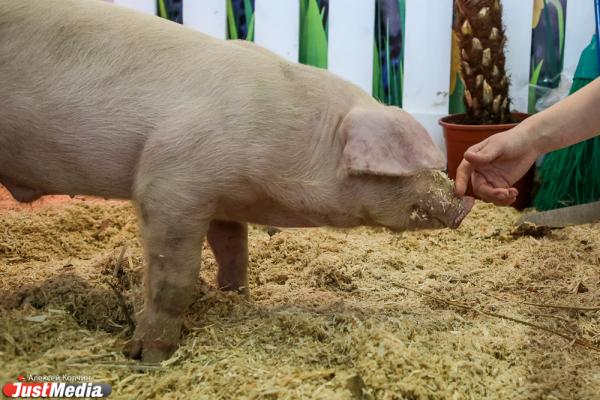 На шоссе у МКАД с помощью одеяла и еды поймали огромную свинью - Фото 1
