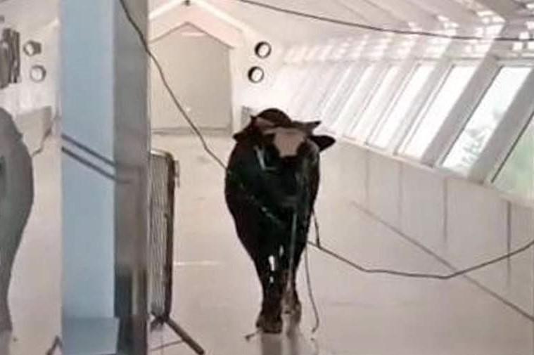 В банк Израиля ворвался рассвирепевший бык  - Фото 1