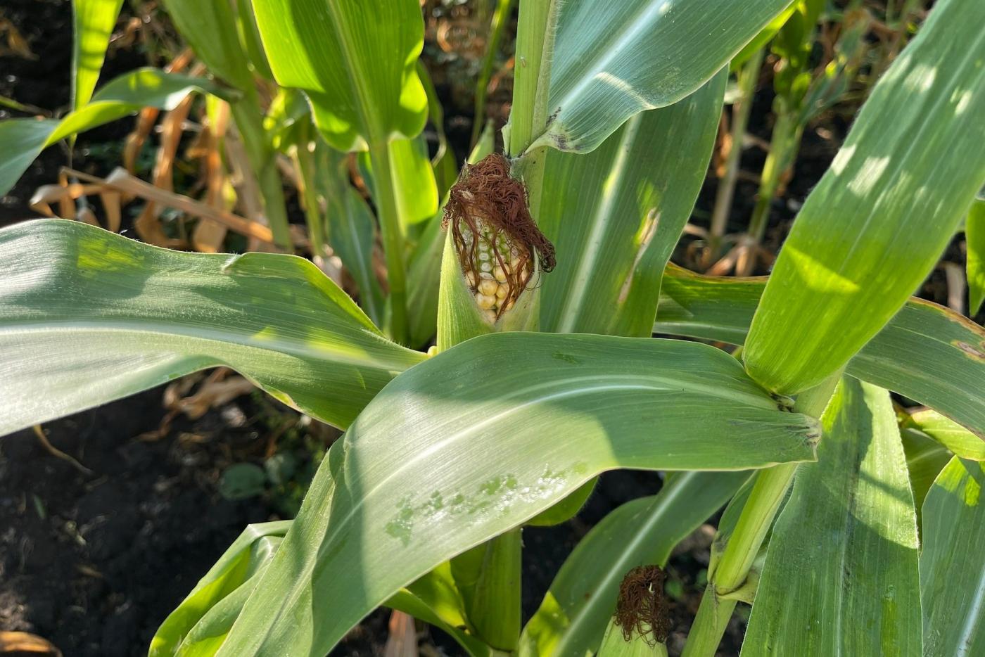 Почти вся кукуруза, выращиваемая в Свердловской области, выведена в России - Фото 1
