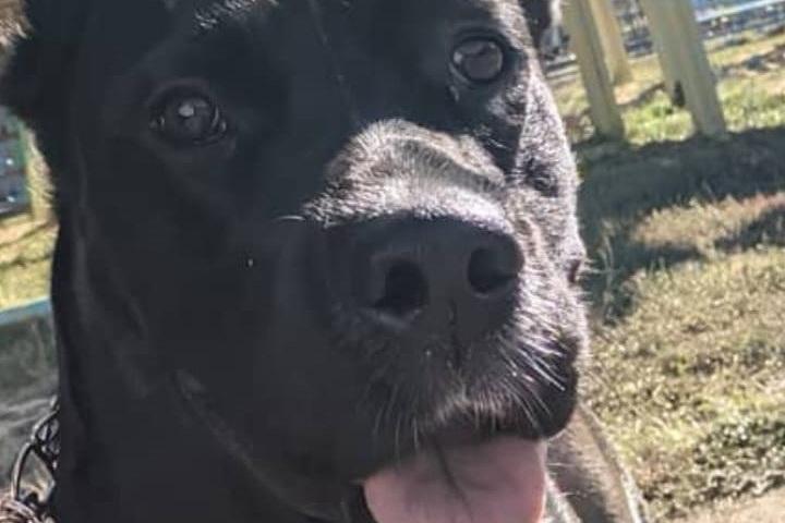 Отказ в перевозке собаки обошелся «Уральским авиалиниям» в тройную стоимость билетов - Фото 1