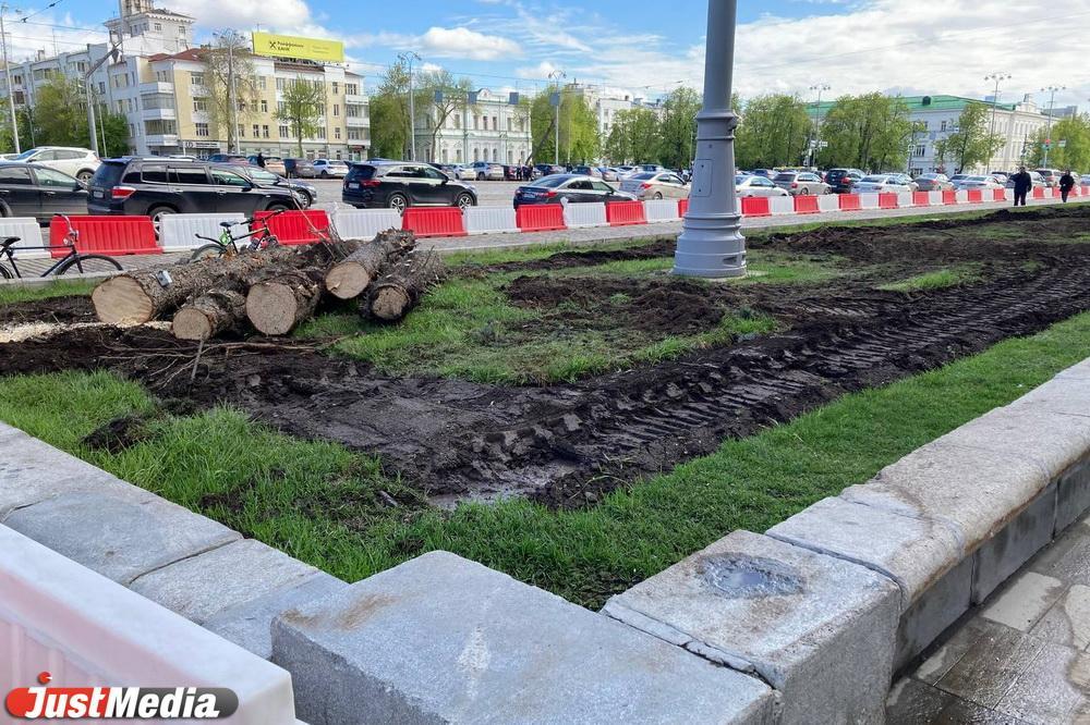 Екатеринбургские школьники изготовят сувениры к 300-летию города из спиленных у мэрии голубых елей - Фото 1