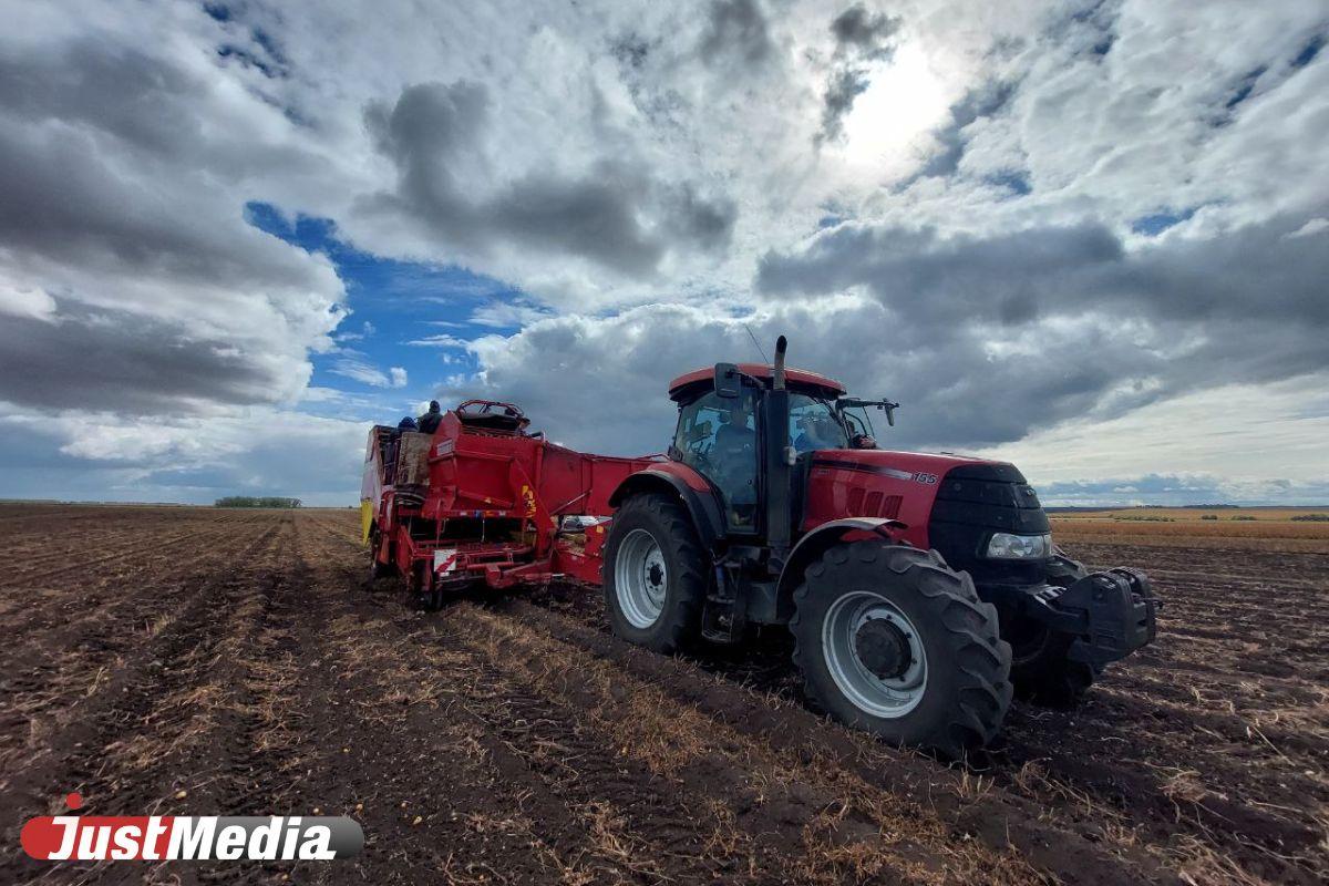 В Свердловской области начали выращивать картофель, пригодный для производства чипсов и картошки фри - Фото 1