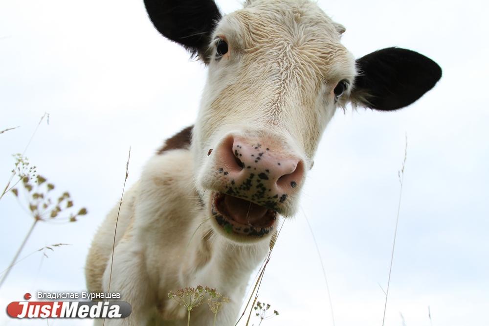 Ограничения на ввоз в Россию крупного рогатого скота и мяса из Бразилии отменены  - Фото 1