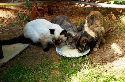 К чему снятся котята - Фото 1