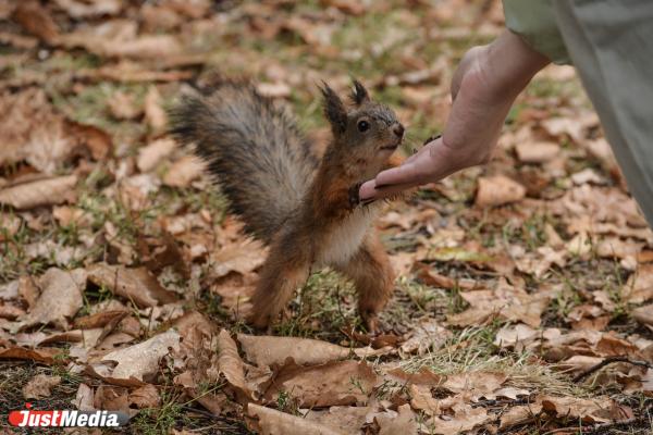Белка обыкновенная. В Екатеринбурге +13 градусов