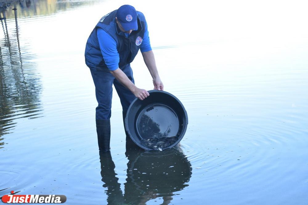 В Верхне-Сысертский пруд выпустили 800 мальков сазана - Фото 1