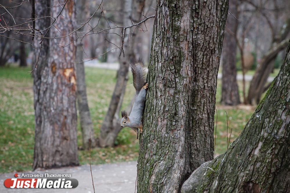 Власти Екатеринбурга создадут рабочую группу по сохранению лесов - Фото 1