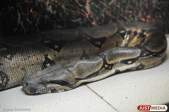 В Индонезии полицейские нашли в желудке у питона 54-летнюю женщину - Фото 1