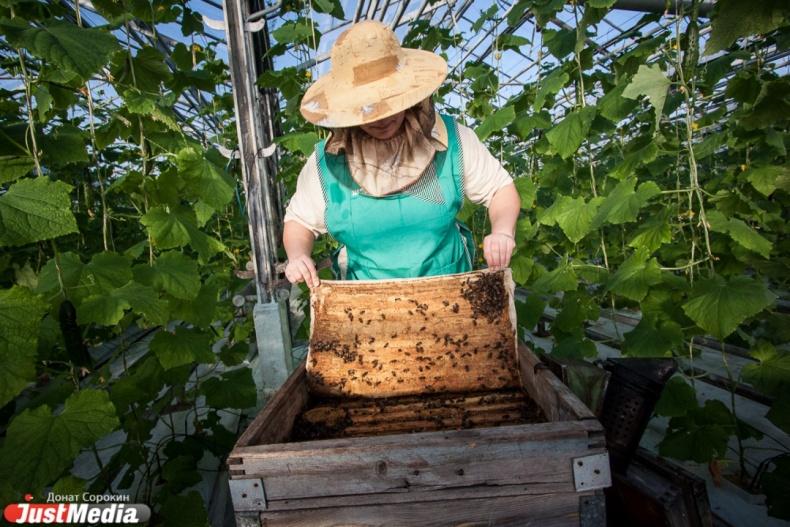 Свердловские фермеры получат субсидии за студентов, принятых на практику - Фото 1