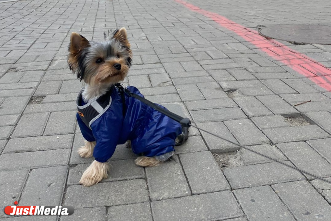 Томас, милый пес: «Пора носить костюмчики потеплее». В Екатеринбурге +1 градус - Фото 1