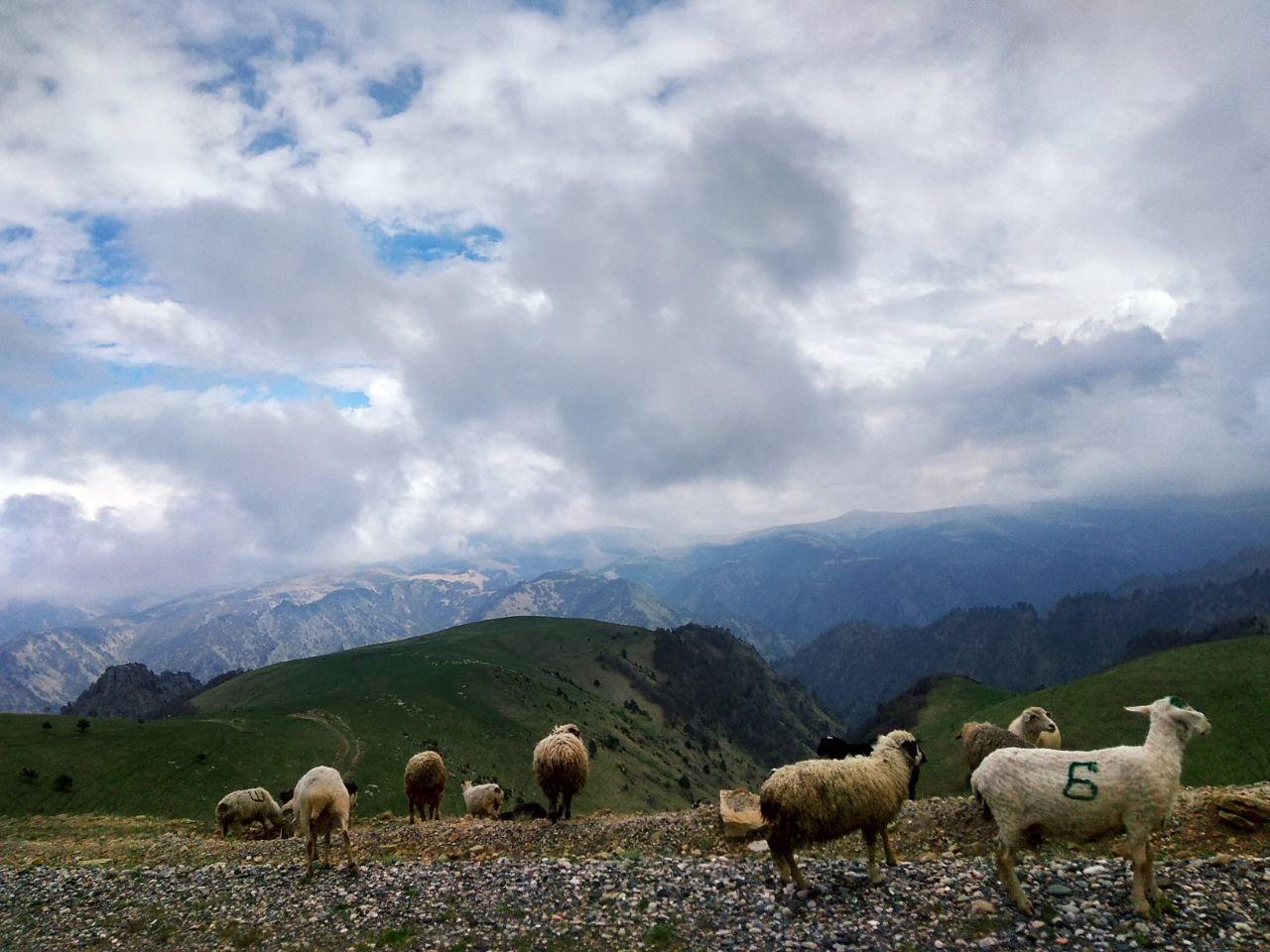 К чему снится баран? - Фото 1