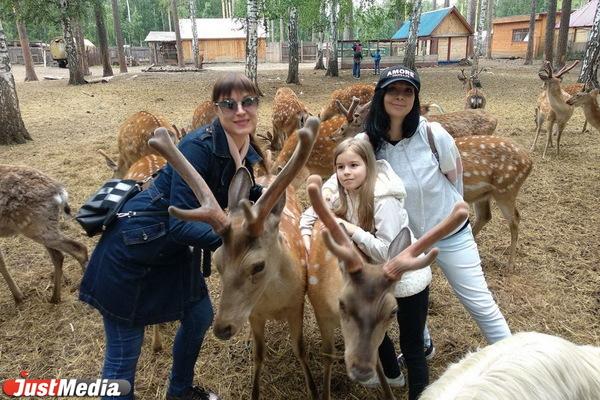 К чему снится олень?