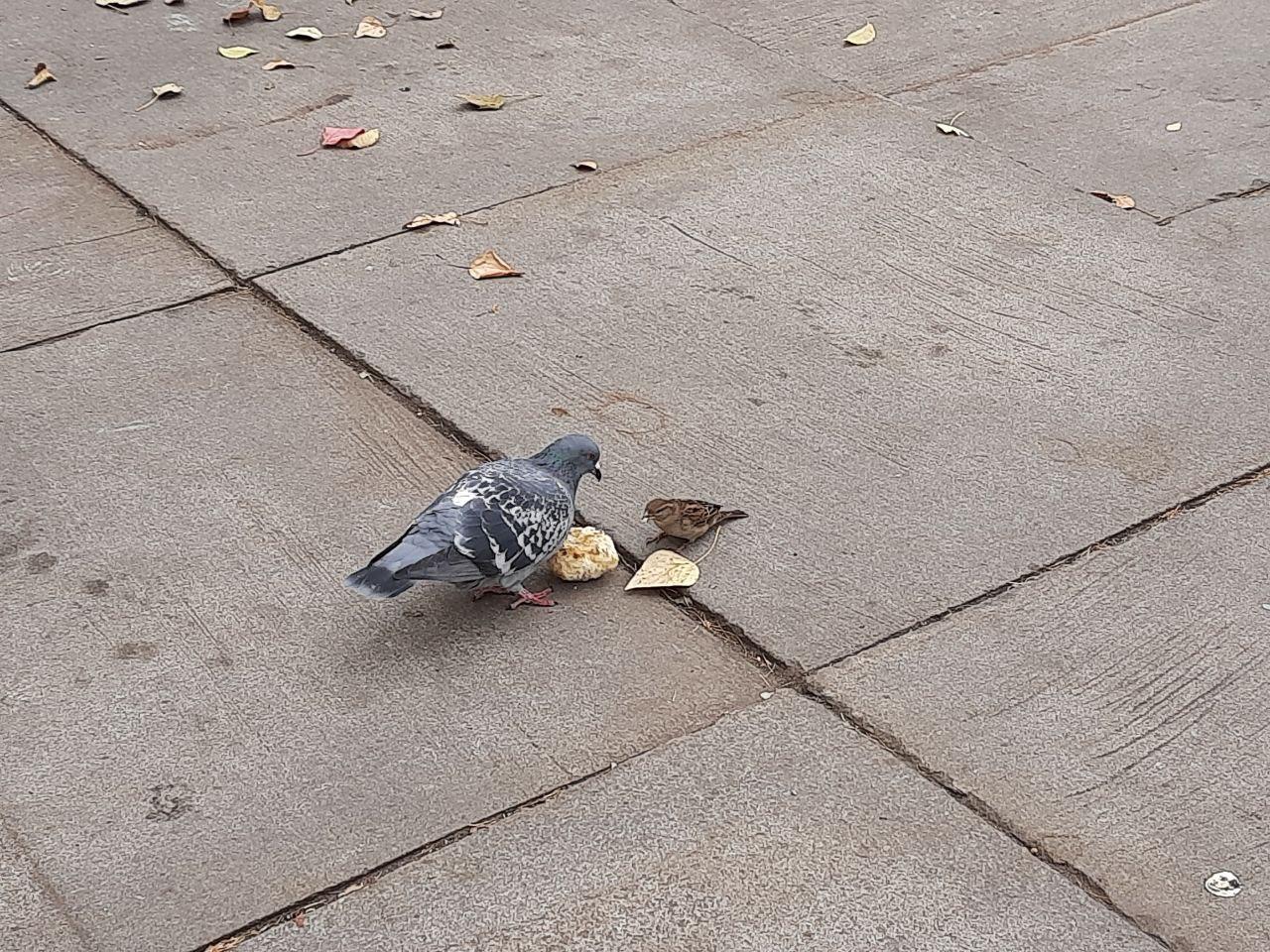 К чему снится воробей - Фото 1
