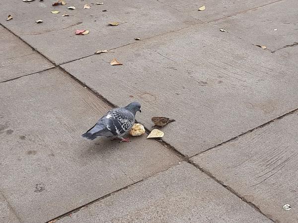 К чему снится воробей