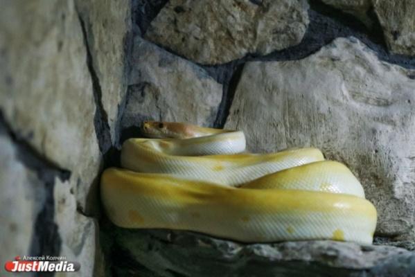 В США питон целиком заглотил аллигатора - Фото 1