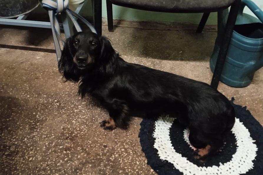 В Екатеринбурге замерзшая такса пришла в «Спецавтобазу», где нашли ее хозяев и вернули домой - Фото 1