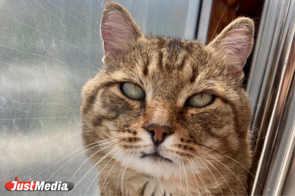 Кот: «Мяу». В Екатеринбурге -13 градусов