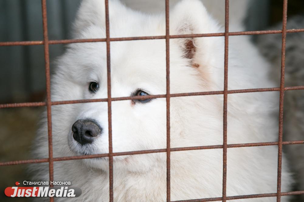 В Талице местные власти заплатят мальчику, которого укусила бездомная собака, 30 тысяч рублей - Фото 1