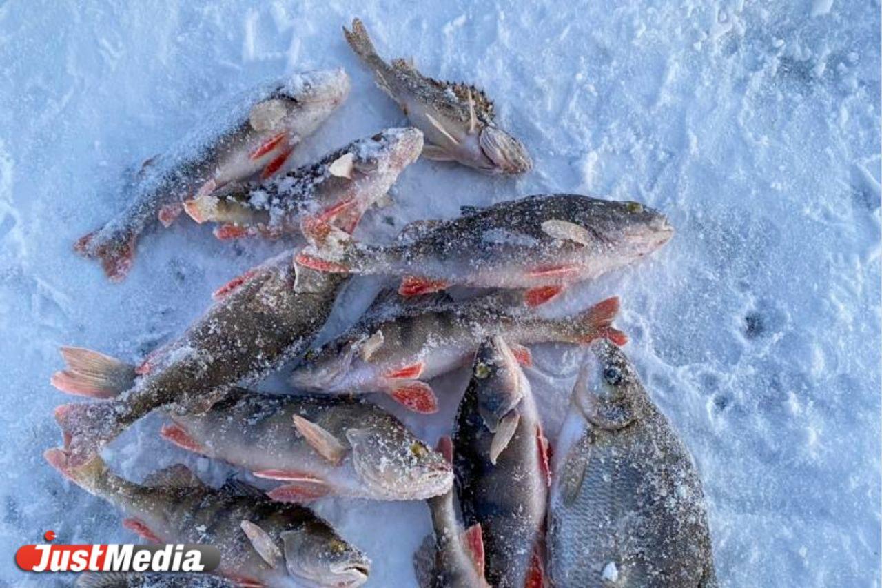 «Морозы клеву ─ не помеха». В Екатеринбурге -25 градусов - Фото 1