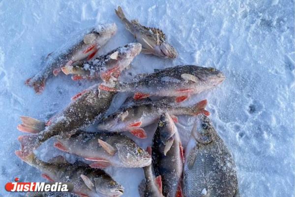 «Морозы клеву ─ не помеха». В Екатеринбурге -25 градусов