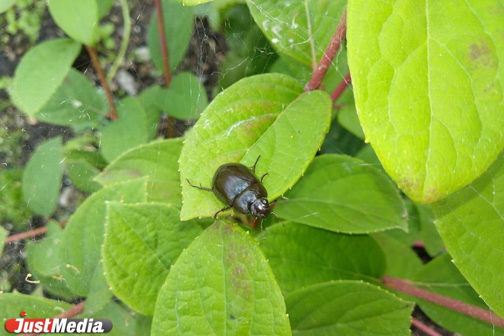 В Торонто посетителям зоопарка предложили придумать имена для местных тараканов - Фото 1