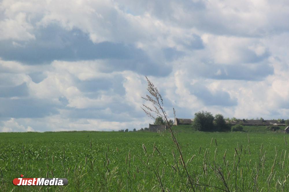 К чему снится поле - Фото 1