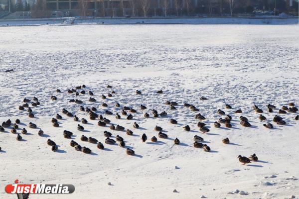 «Самое время замечать прекрасное вокруг». В Екатеринбурге -3 градуса