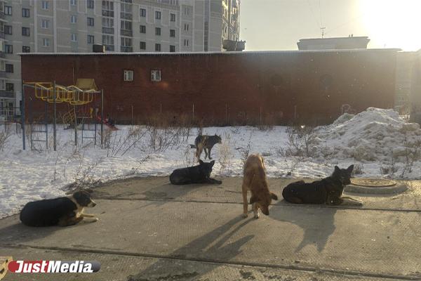 Алексей Орлов объяснил, почему так много бездомных животных в Екатеринбурге - Фото 1