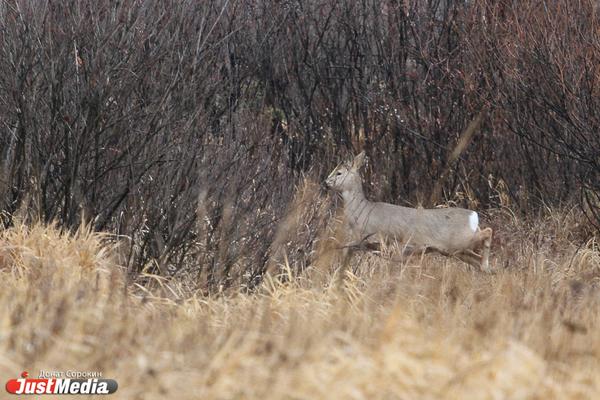Уральский браконьер отсидит три с половиной года за убийство шести косуль - Фото 1