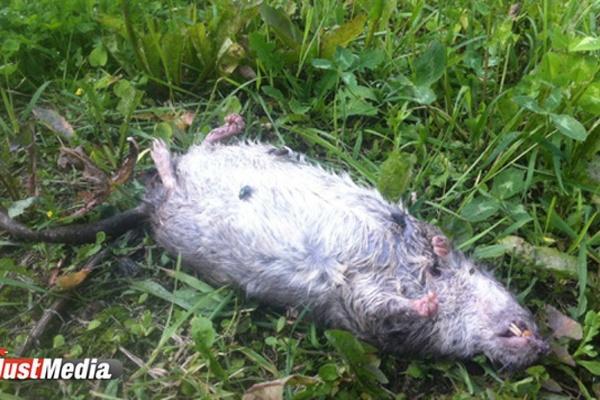 В столице Шотландии из-за забастовки мусорщиков произошло нашествие крыс - Фото 1