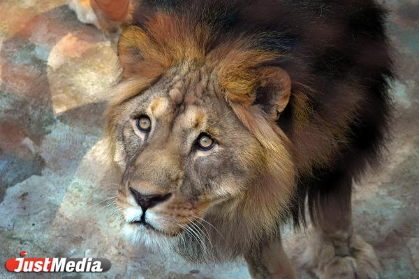 В Гане лев загрыз тайно пролезшего в вольер посетителя - Фото 1