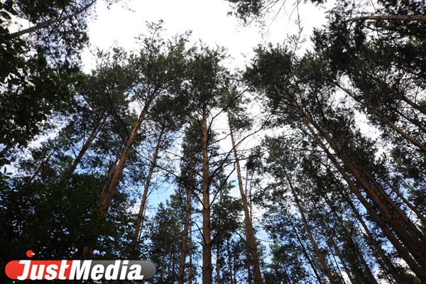 Бюджет Свердловской области пополнился почти на миллиард рублей от использования лесов в 2022 году - Фото 1