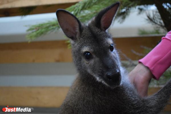 В Австралии кенгуру убил своего хозяина  - Фото 1