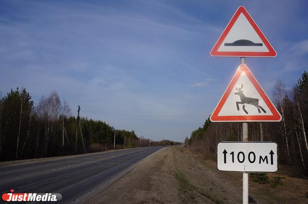 С начала 2022 года на дорогах Свердловской области случилось 14 ДТП из-за животных - Фото 1