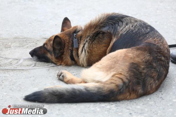 В Карпинске бездомная собака искусала 10-летнего шахматиста - Фото 1