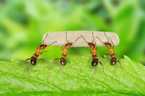 К чему снятся муравьи - Фото 1