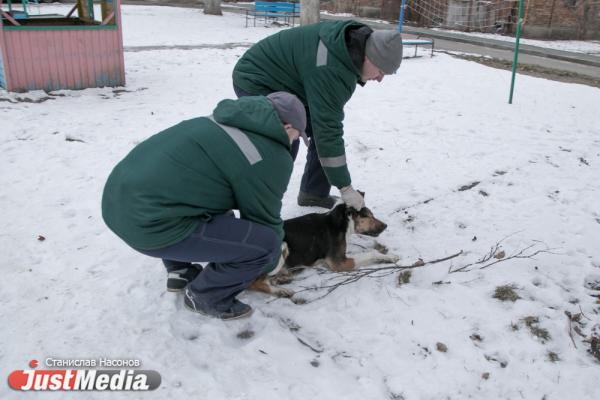 В Свердловской области ежегодно будут выделять более 100 млн рублей на отлов и содержание бездомных животных - Фото 1