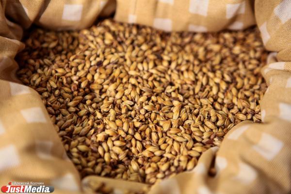 В Свердловской области собрали рекордный урожай зерновых культур - Фото 1