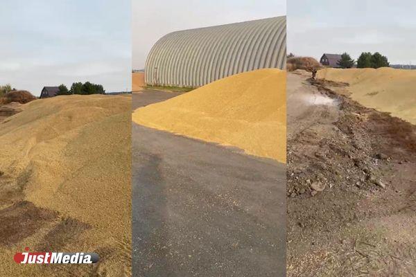 Свердловский фермер показал тысячи тонн зерна, гниющего под открытым небом из-за запрета на экспорт - Фото 1