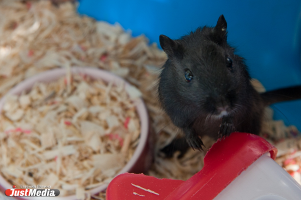 В США создали штамм COVID-19, от которого умирают 80% мышей - Фото 1