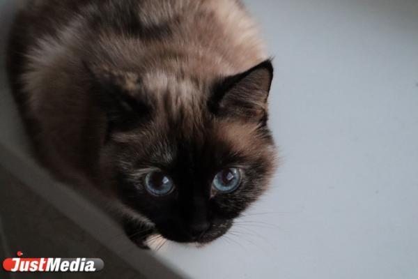 К чему снится рыжий, черный или белый кот женщине? - JustMedia.ru,  07.11.2022