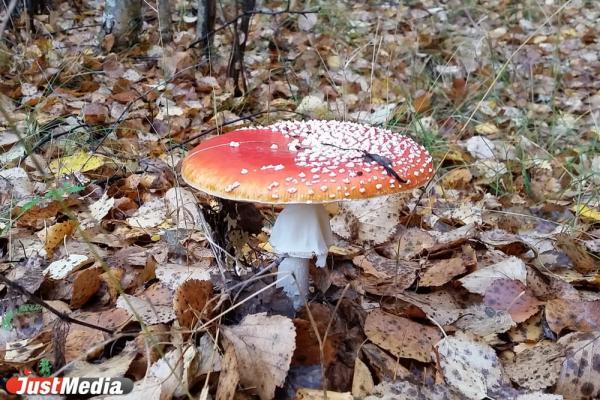 Россиянка отравилась мухоморами, якобы купленными на Wildberries - Фото 1