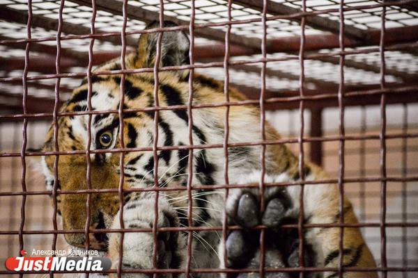 Амурская тигрица умерла от укуса самца во время спаривания  - Фото 1