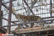 Леопард утащил в лес пятилетнего жителя индийской деревни 