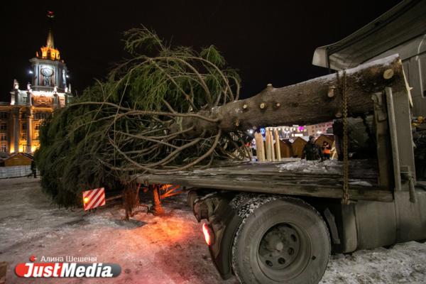 Власти Екатеринбурга нашли елку для ледового городка - Фото 1