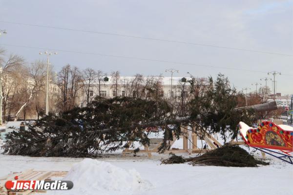 В Екатеринбург привезли живую ель для ледового городка - Фото 1