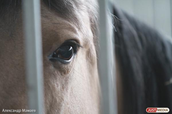 В Башкирии неизвестные украли с пастбища 14 лошадей и жестоко разделались с ними - Фото 1