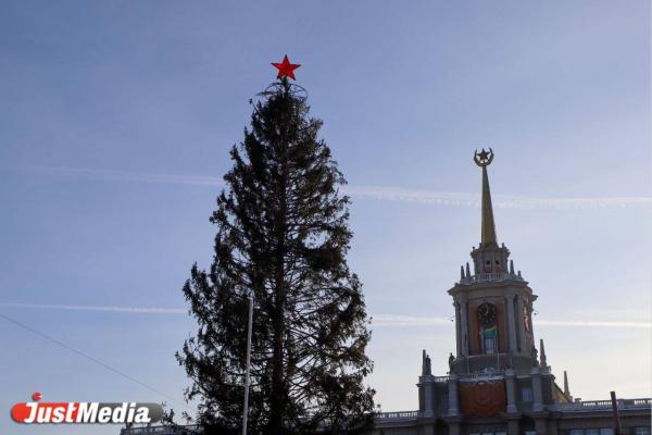 Стала известна судьба новогодней елки в Екатеринбурге - Фото 1