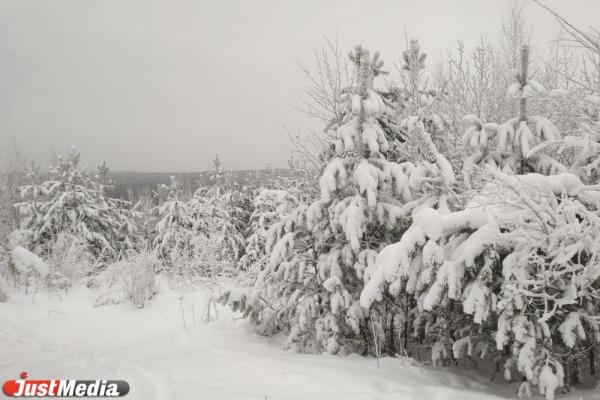 Морозы – не повод лишать себя красоты зимнего леса. В Екатеринбурге -16 градусов - Фото 1
