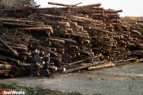 В Новоуральске вынесли приговор черному лесорубу, укравшему древесину на 11,6 млн рублей - Фото 1